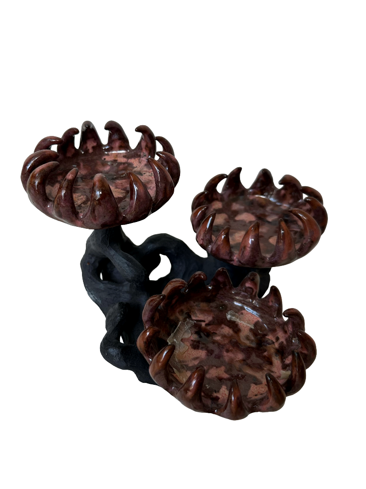 Aseroe rubra — three clawed bowls on a black-clay branch